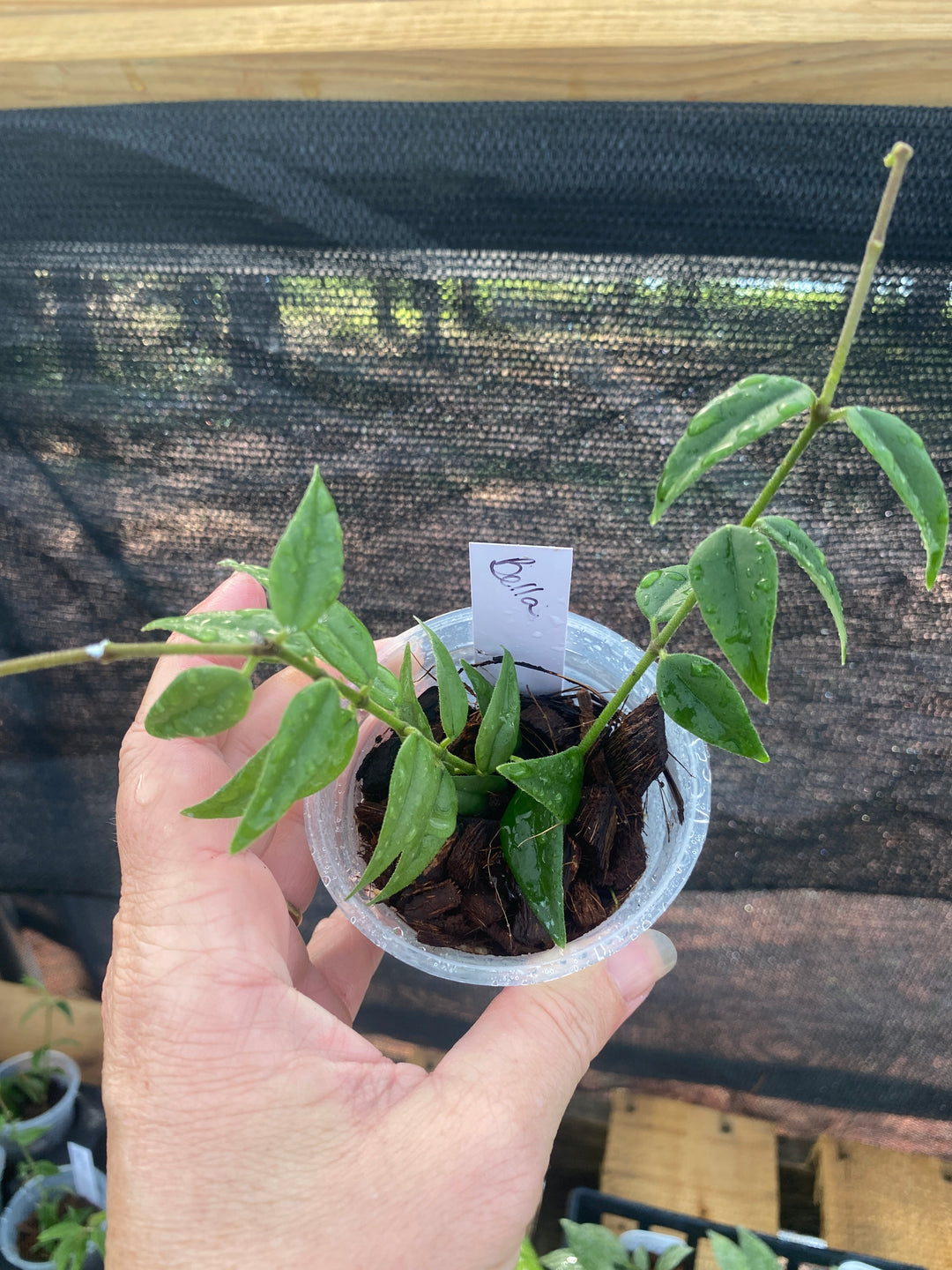 Hoya Bella