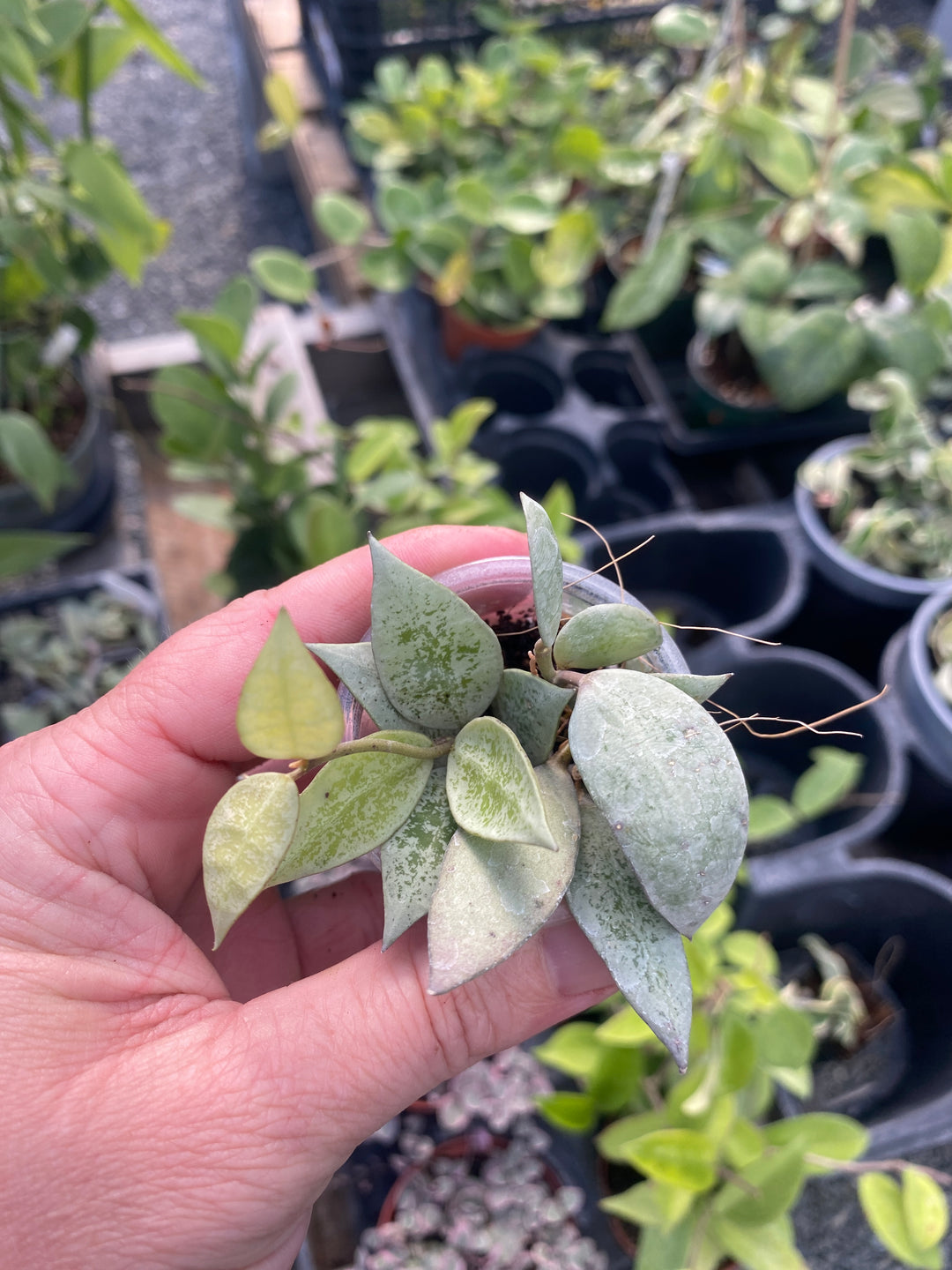 Hoya Lacunosa Full Moon