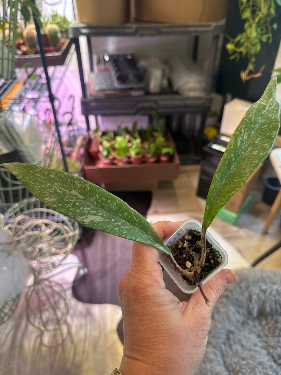 Hoya Pubicalyx Royal Hawaiian