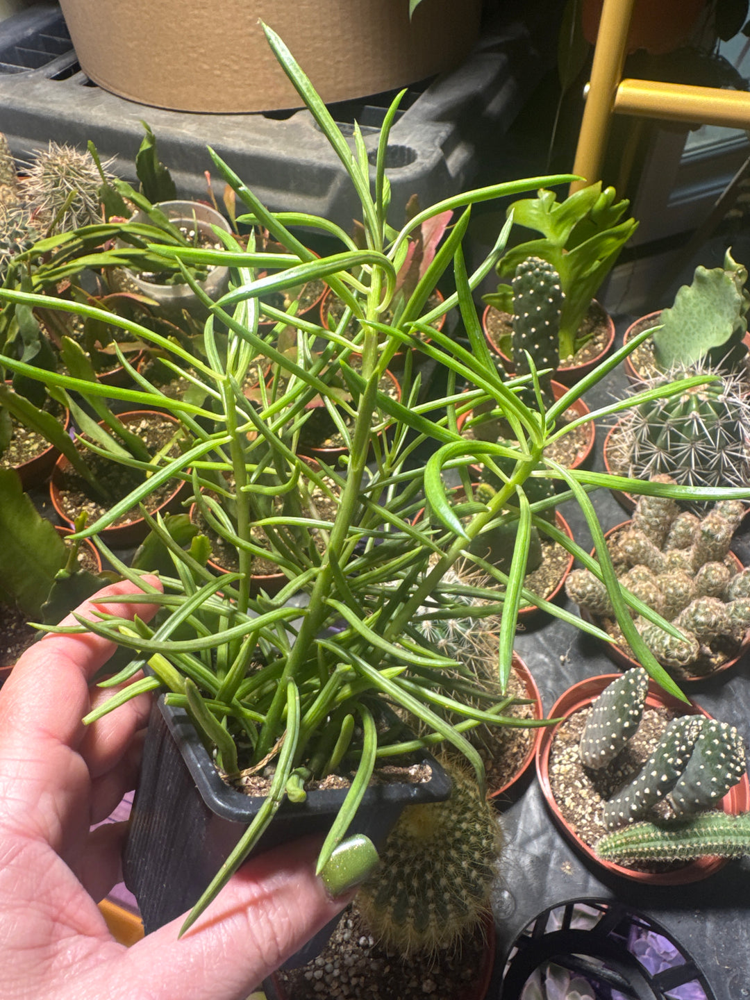 Senecio Succulent