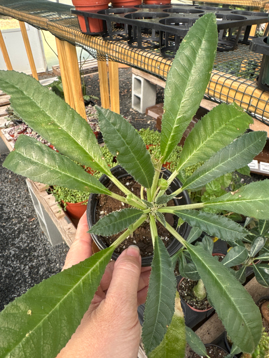 Dorstenia Foetida