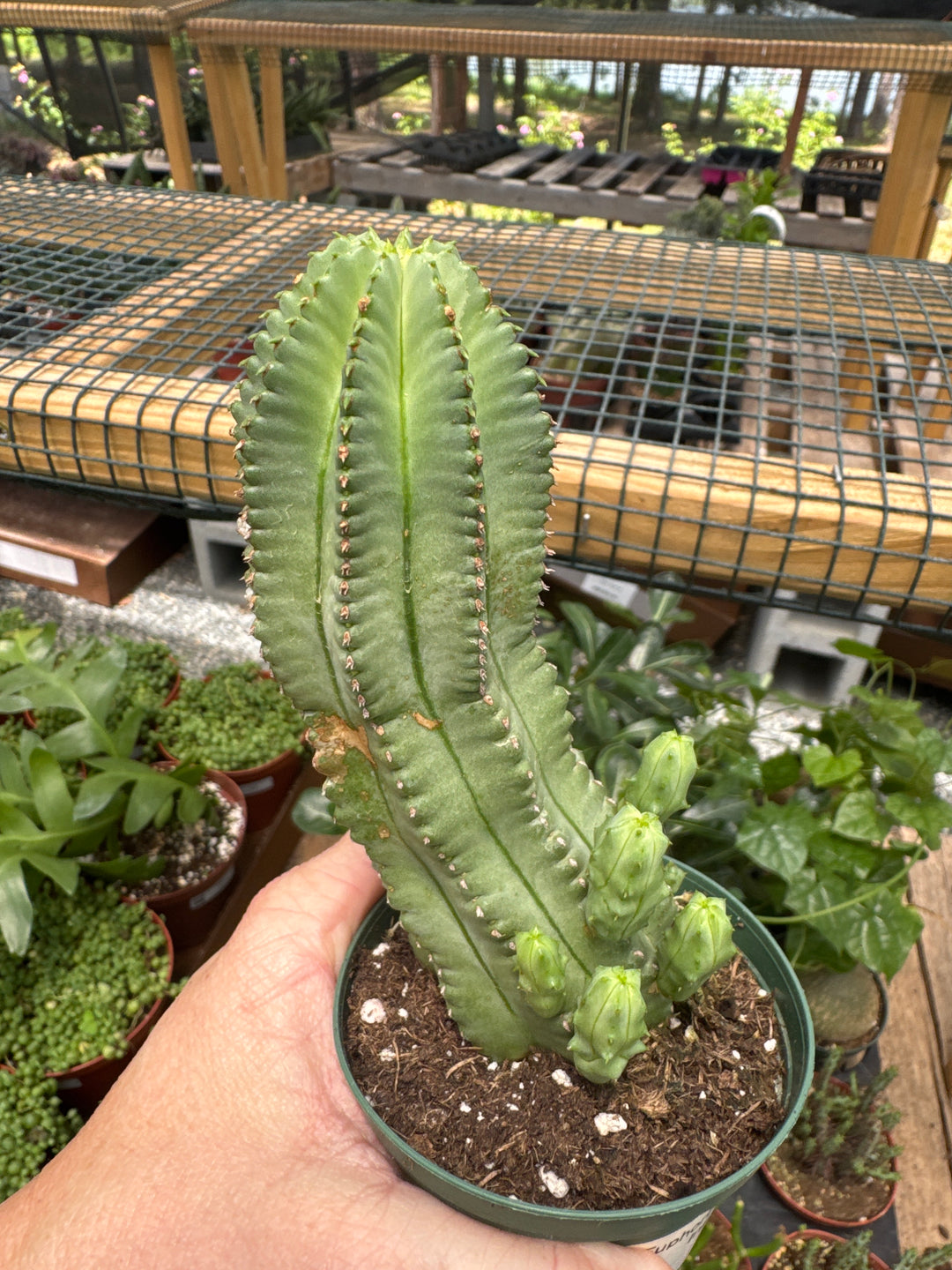 Euphorbia Fruticosa