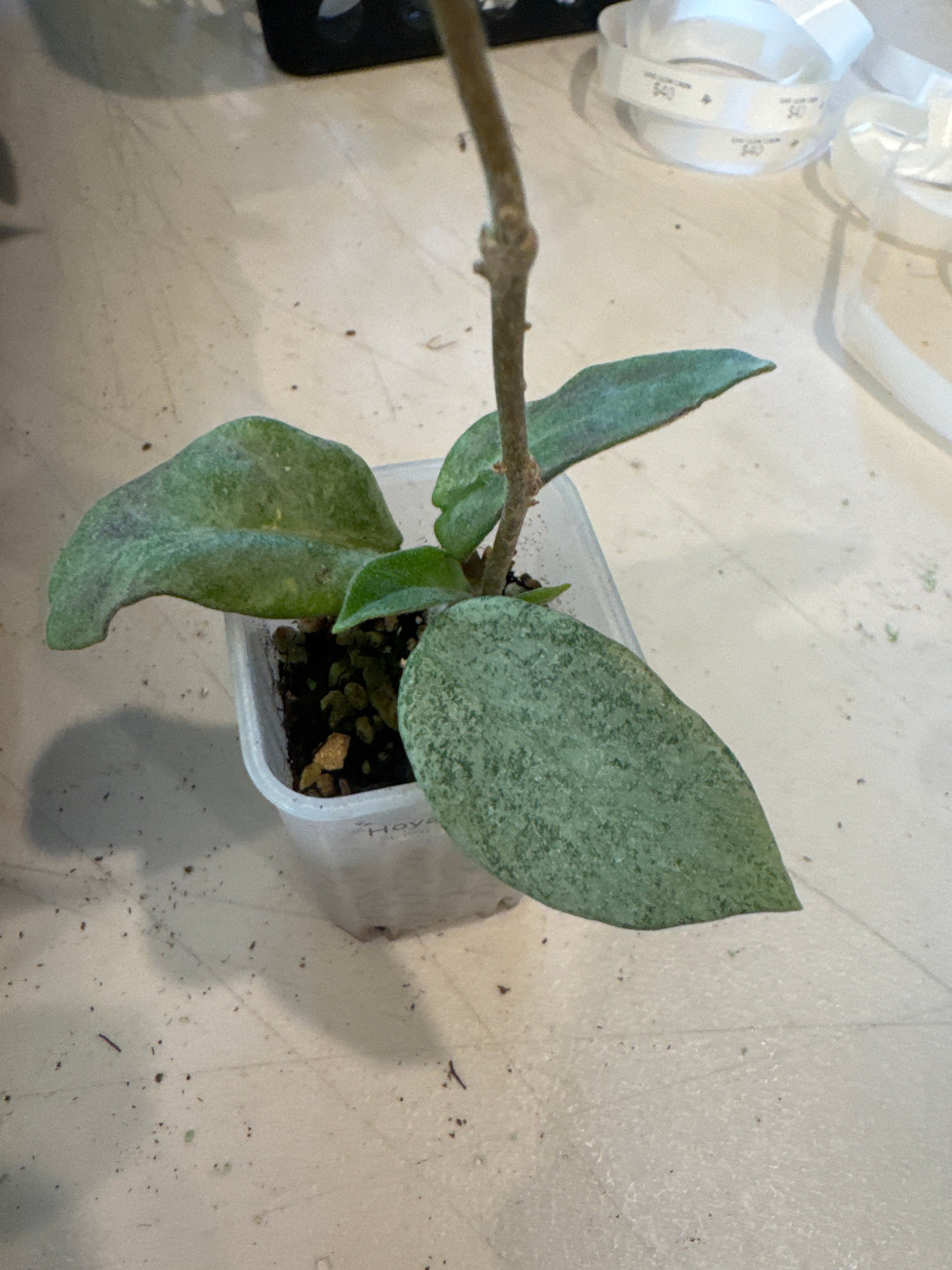 Hoya Nova Ghost