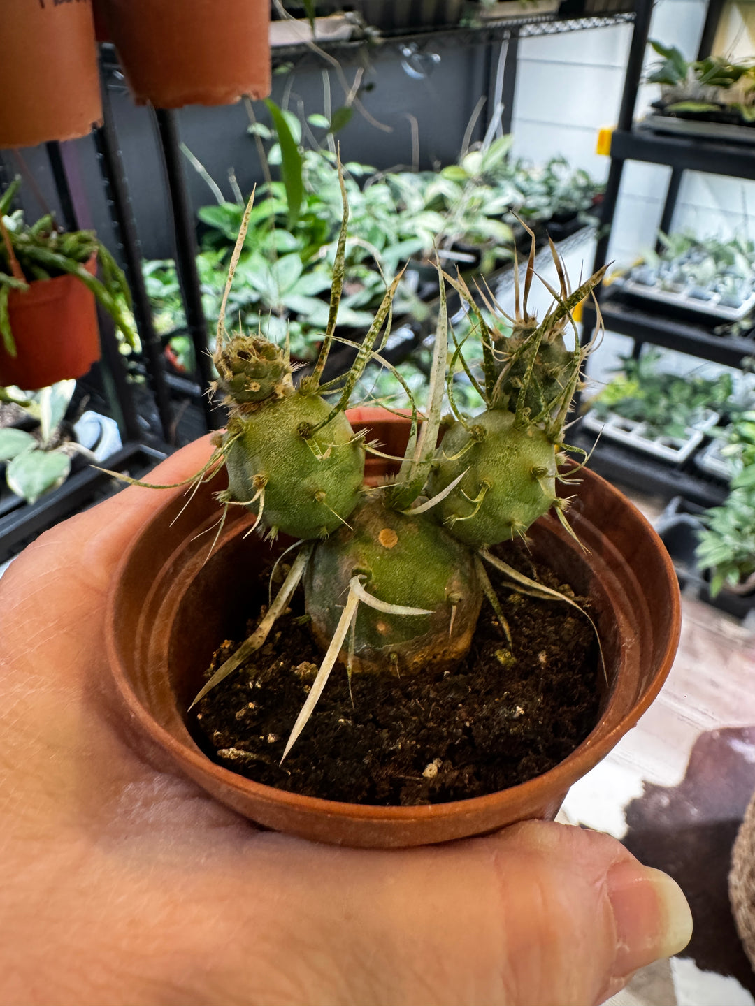 Paper Spine Cactus