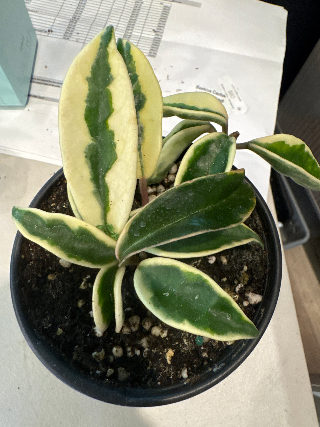 Hoya Suzie Q