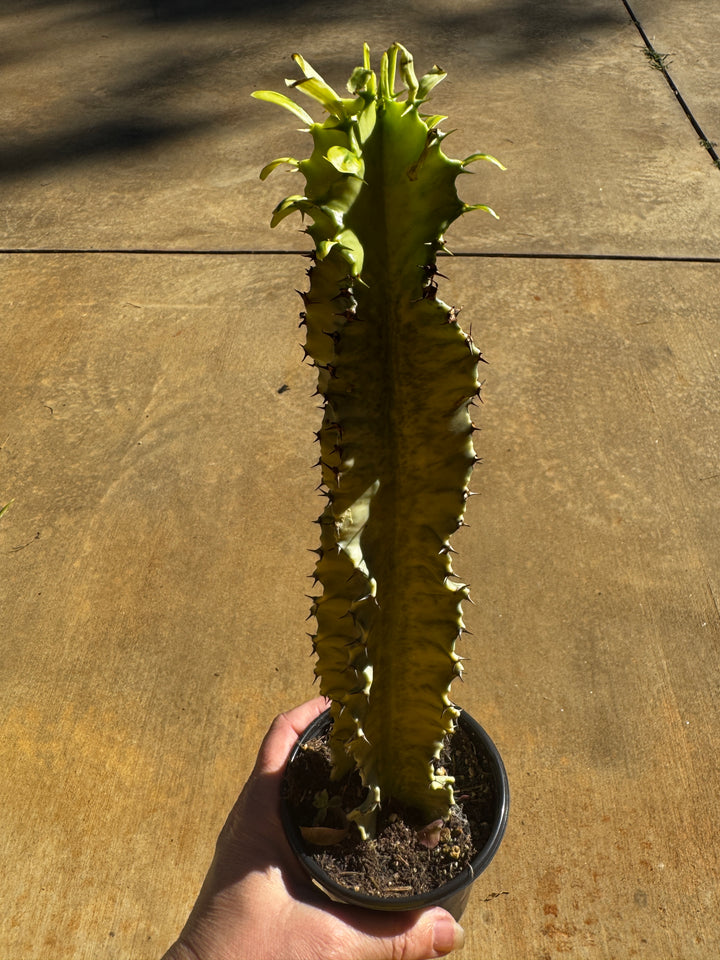 Euphorbia Ammak Candelabra