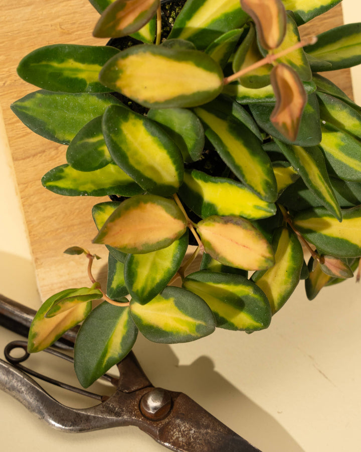 4" Hoya 'DS70' Variegated