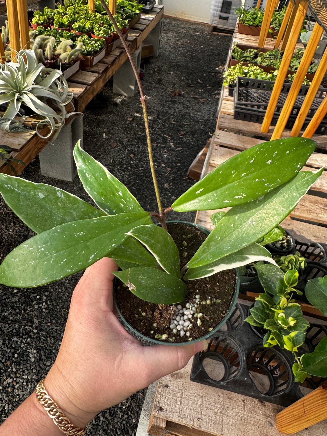 Hoya Pubicalyx Albo Splash