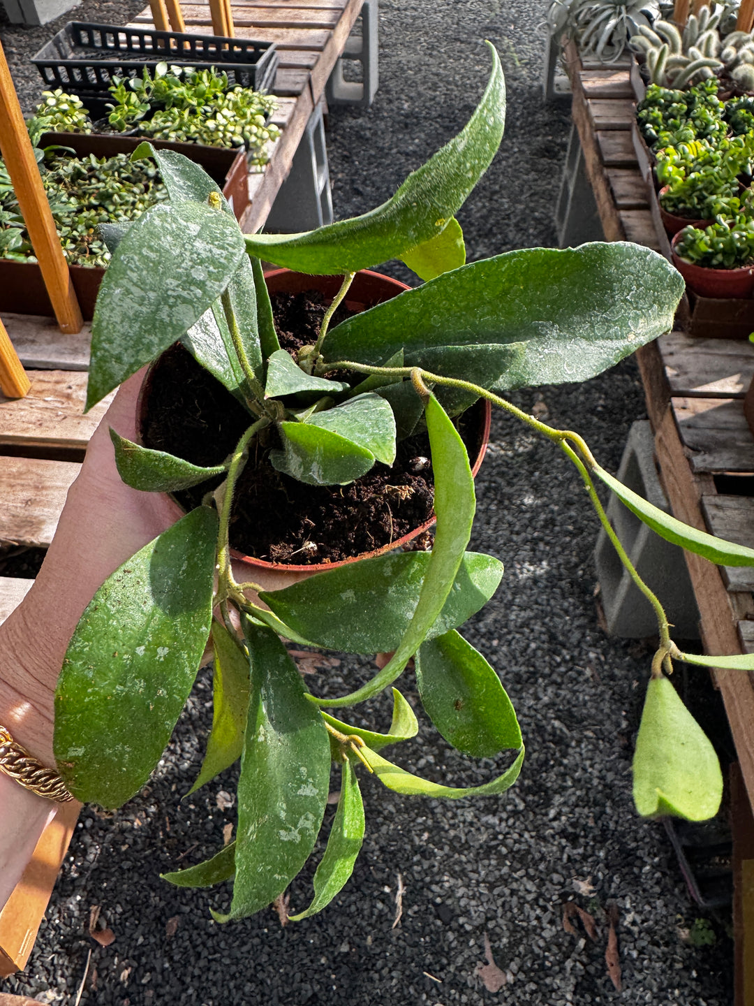 Hoya Phuaensis Splash