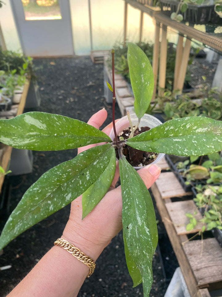 Hoya Pubicalyx Royal Hawaiian