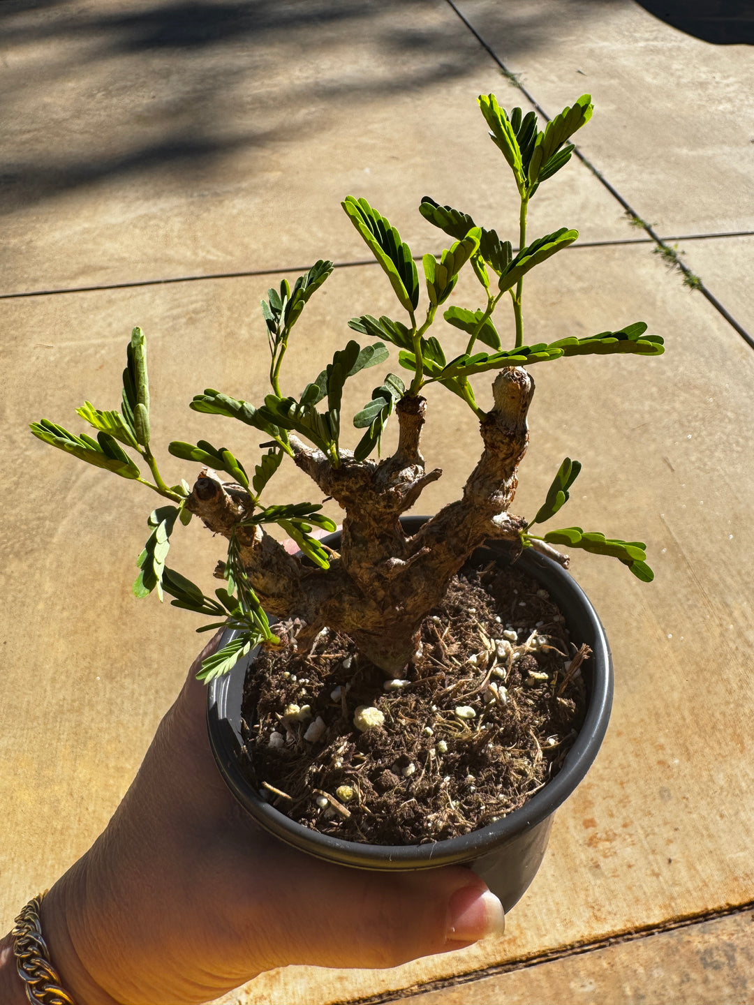 Senna Meridionalis