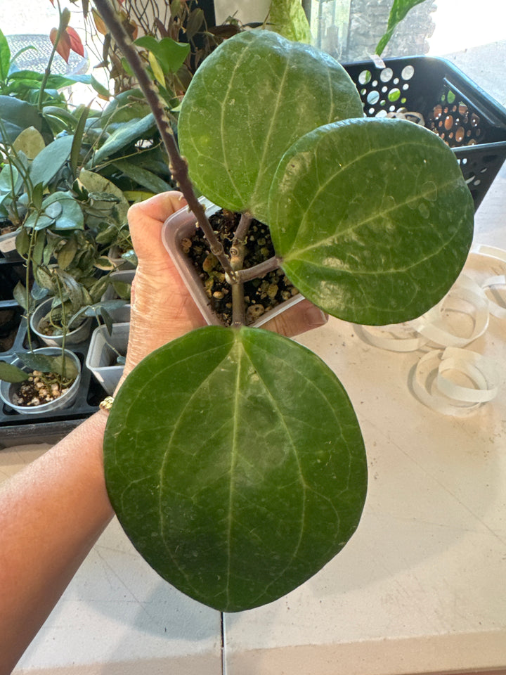 Hoya Sarawak