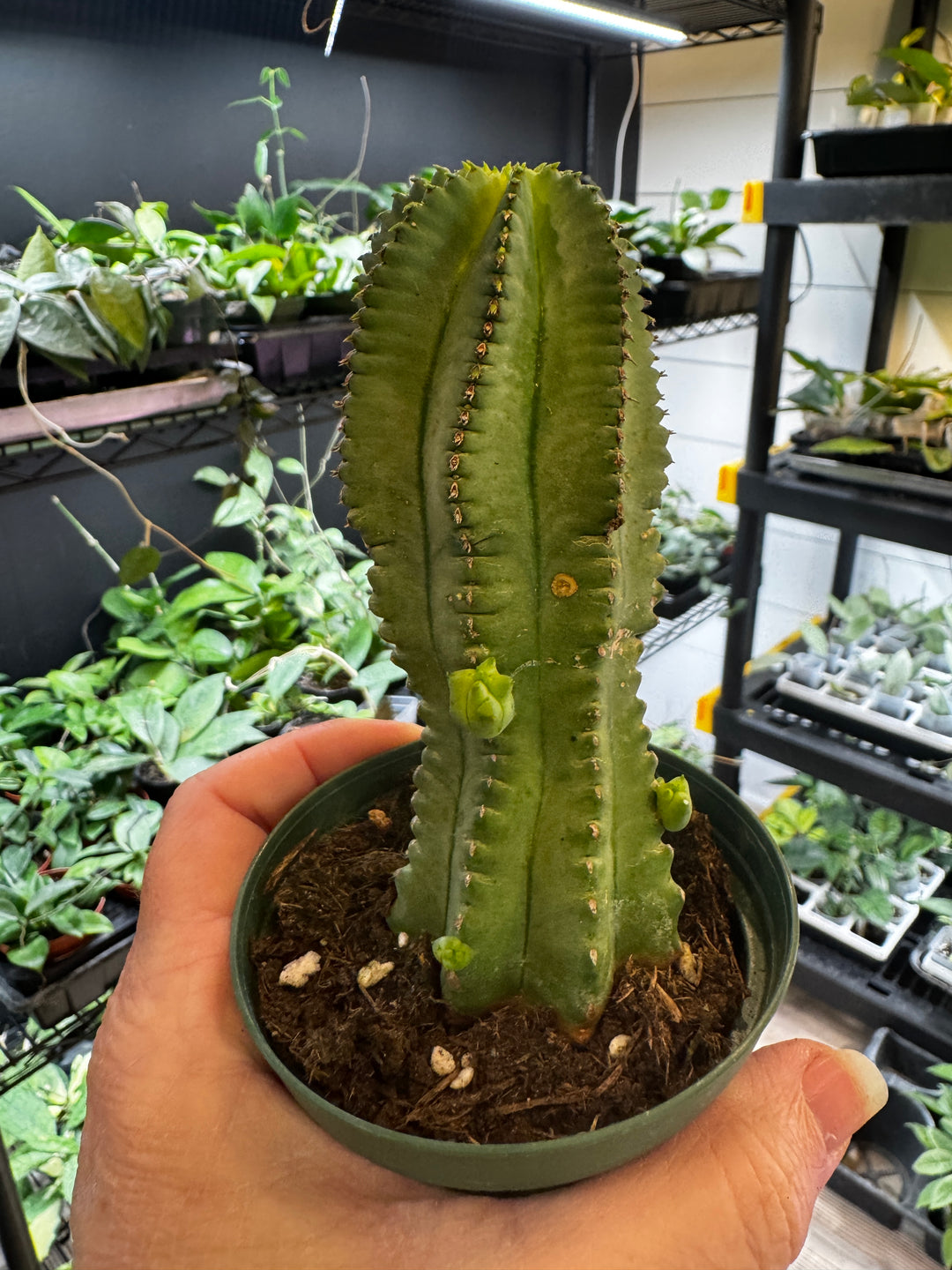 Euphorbia Fruticosa Inermis Cactus