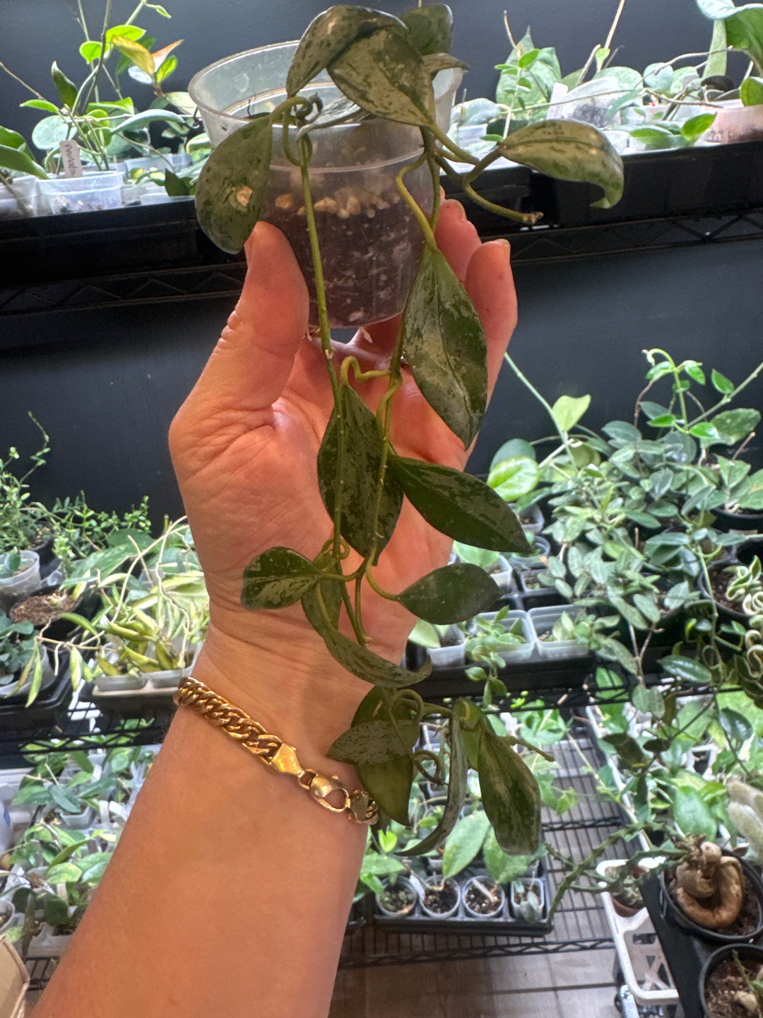 Hoya Lacunosa Sulcata