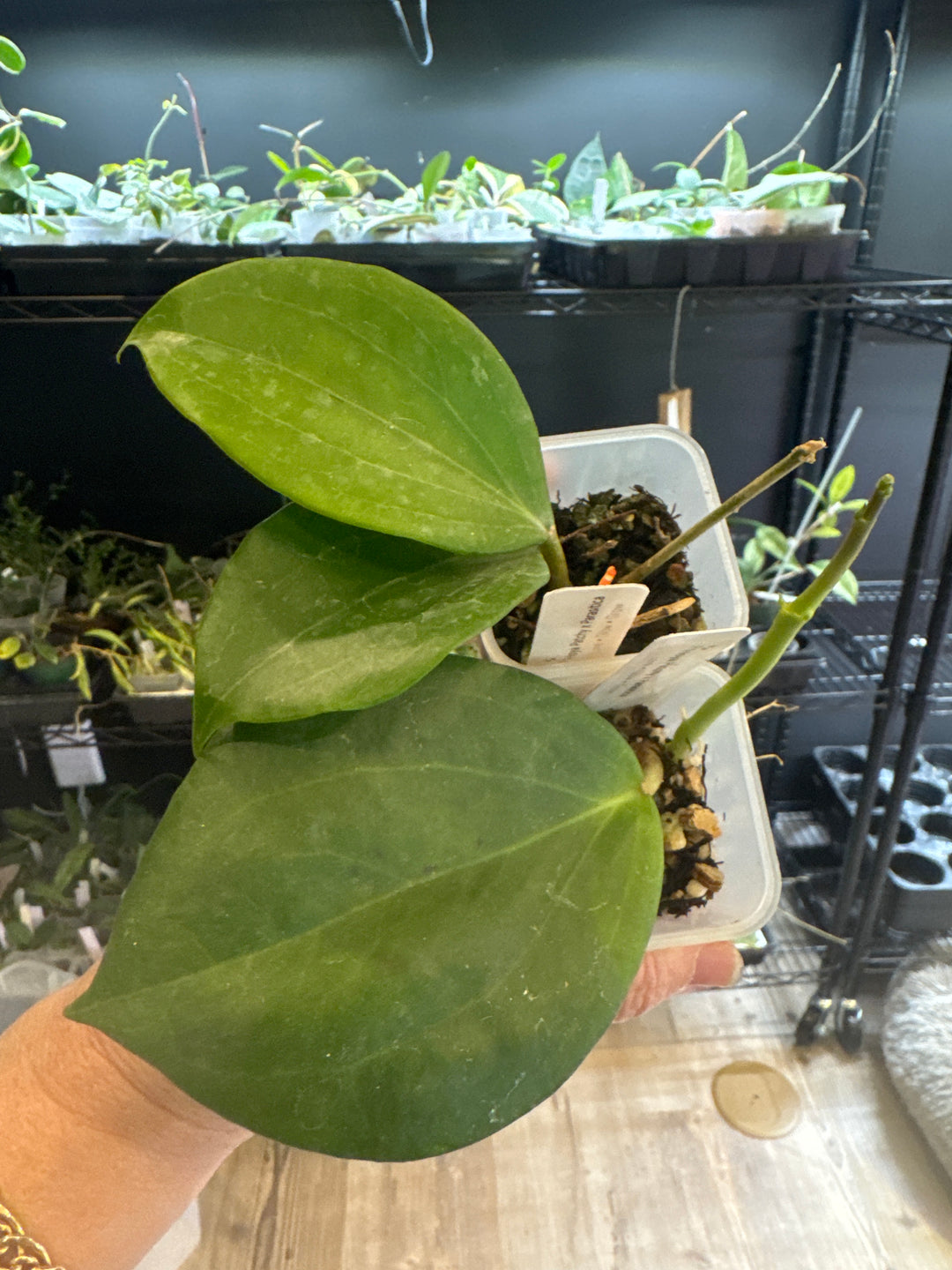 Hoya Patchyclada x Parasitica