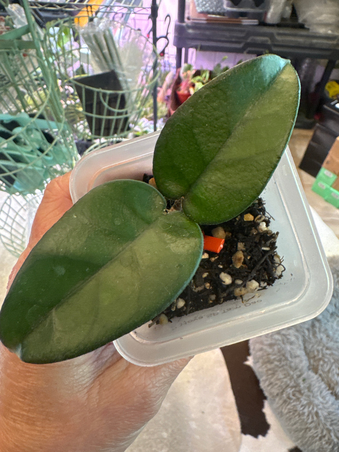 Hoya Tam Dao