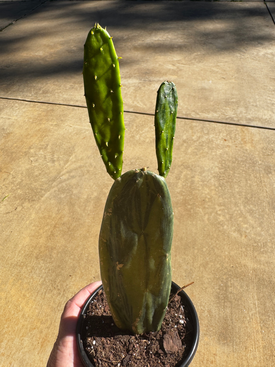 Variegated Opuntia Cactus