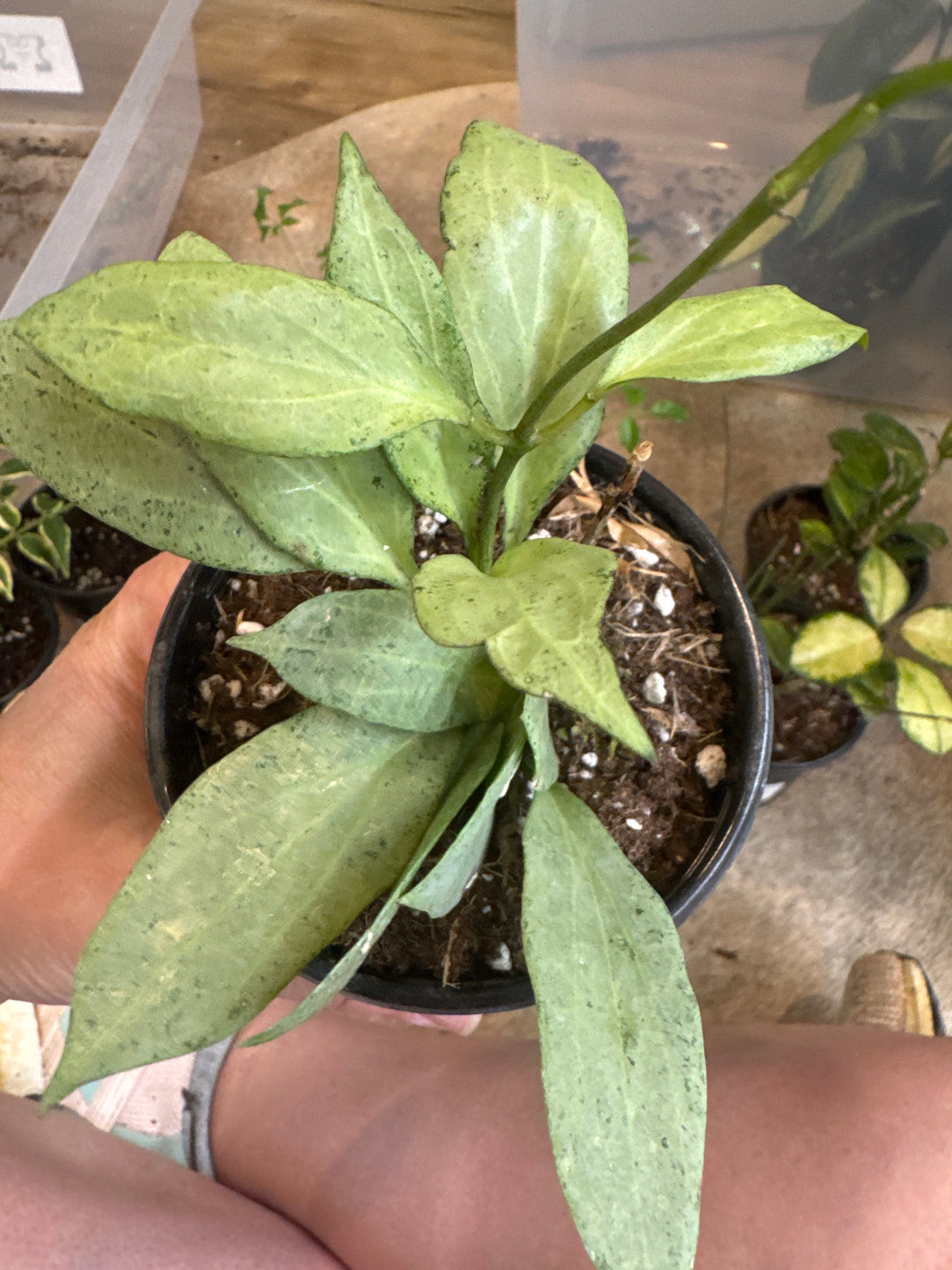 New Guinea Ghost