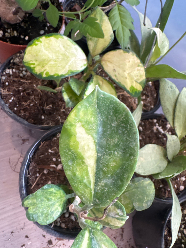 Hoya Australis Lisa