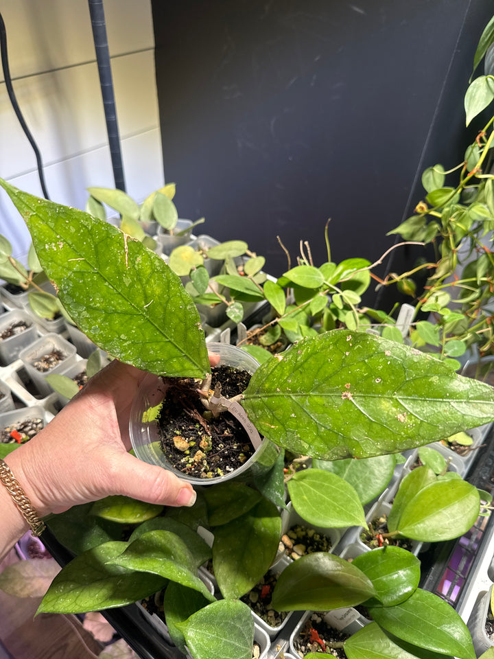 Hoya Aceh Green on Green