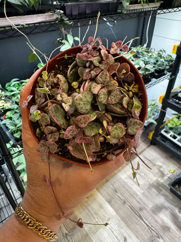 Variegated String of Hearts
