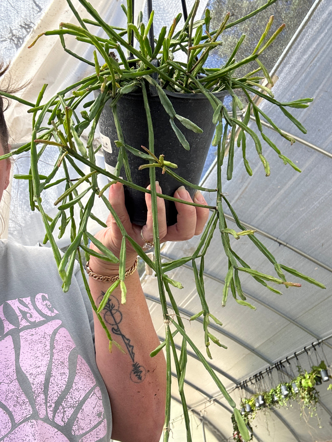 Rhipsalis Agudoensis HB