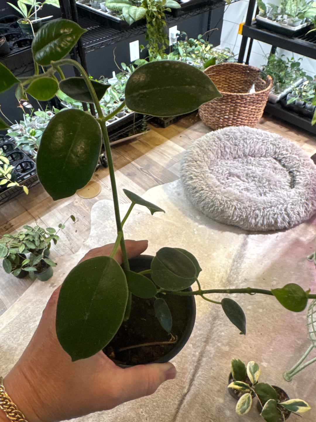 Hoya Monette