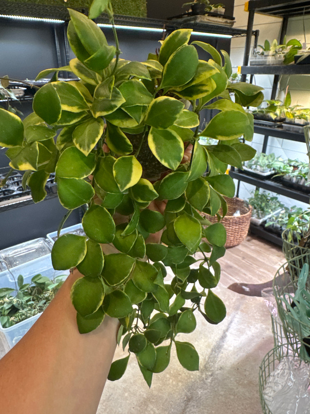 Heushkeliana Albomarginata