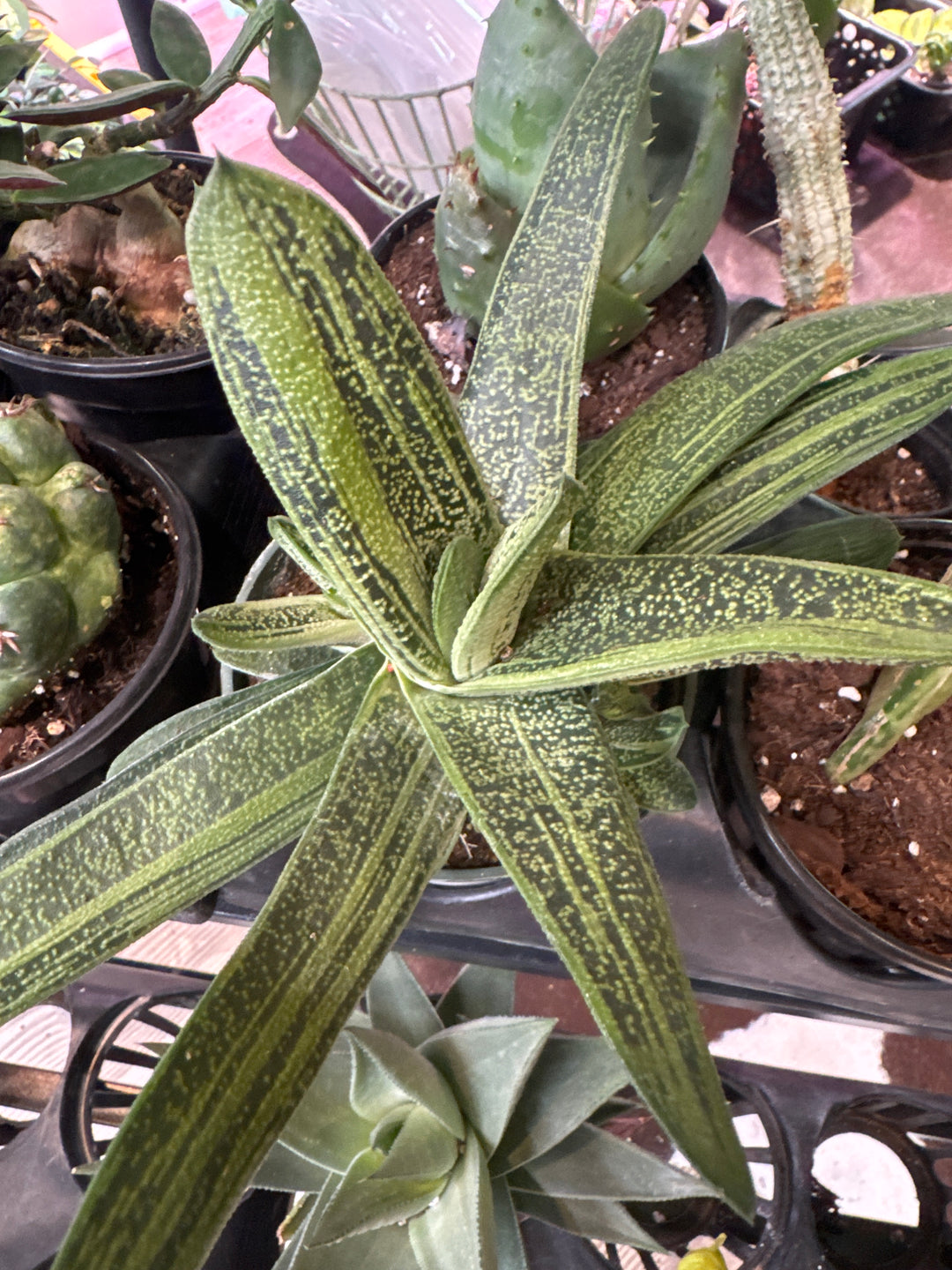 Large Variegated Gasteria