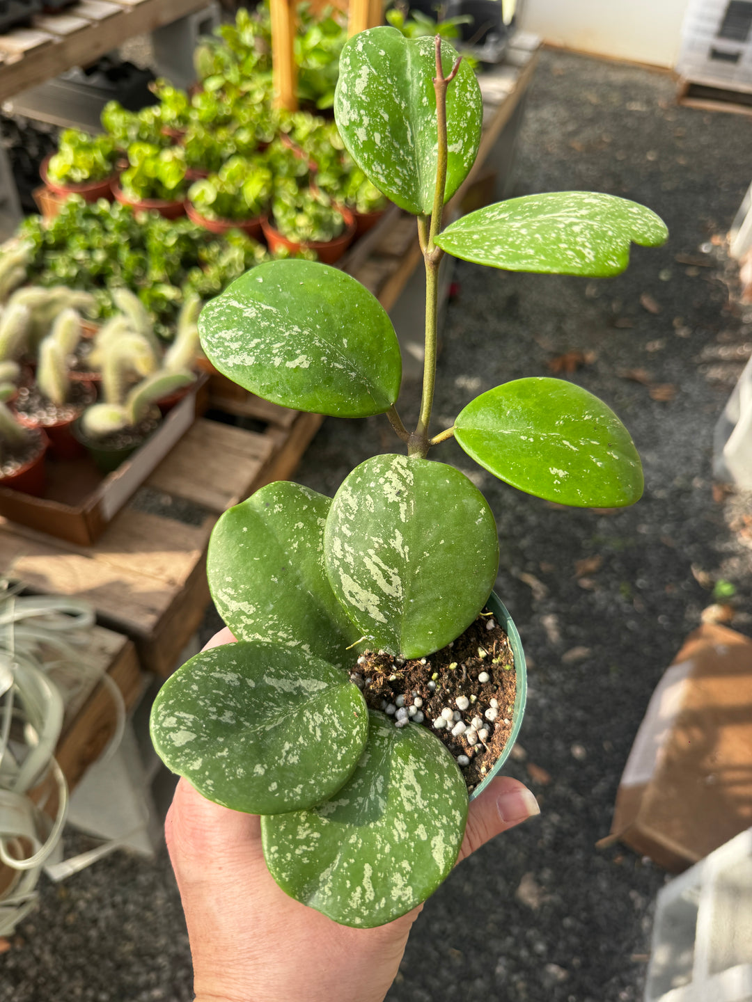 Hoya Obovata