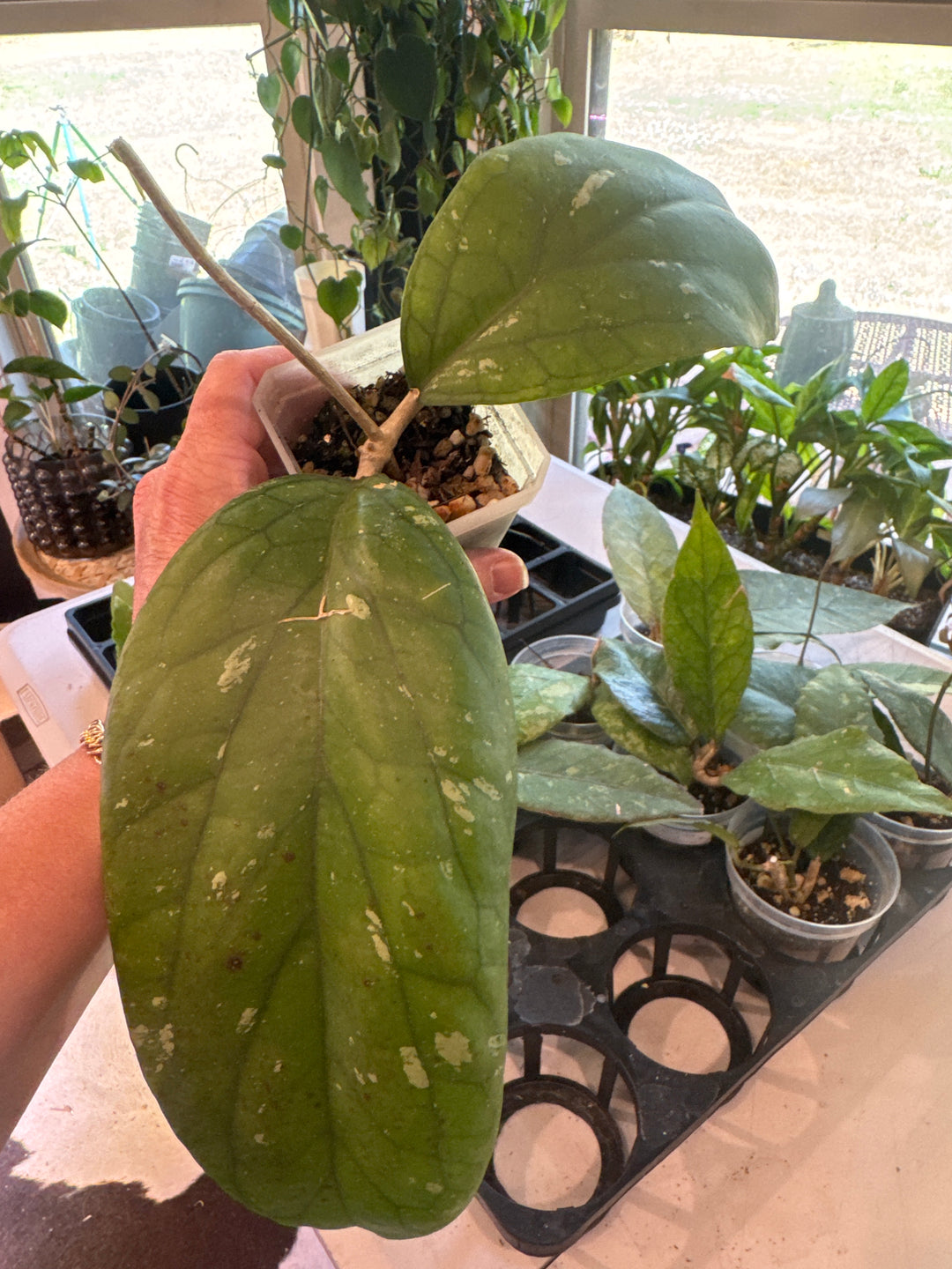 Hoya Elephant