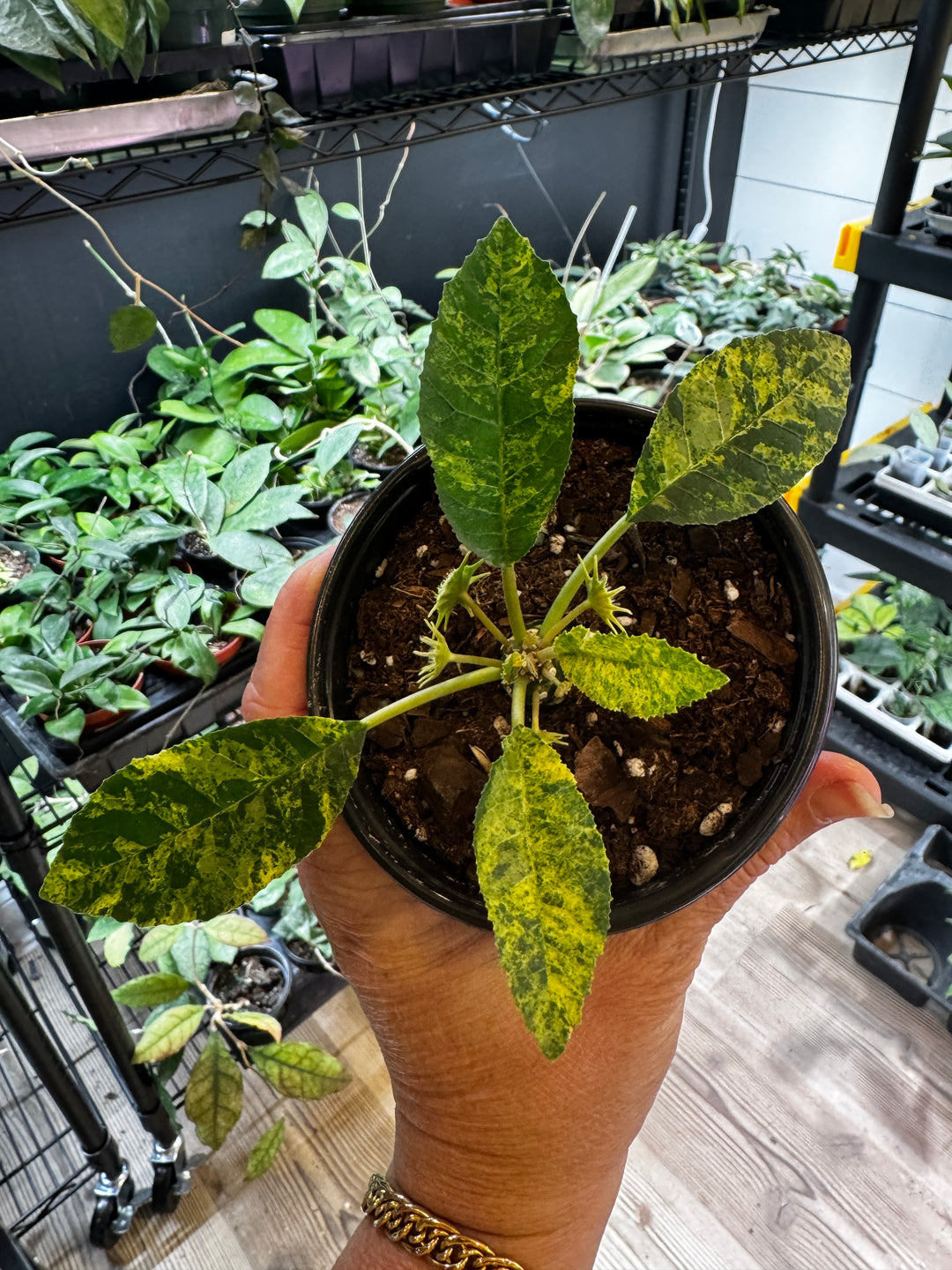 Dorstenia Foetida Variegated