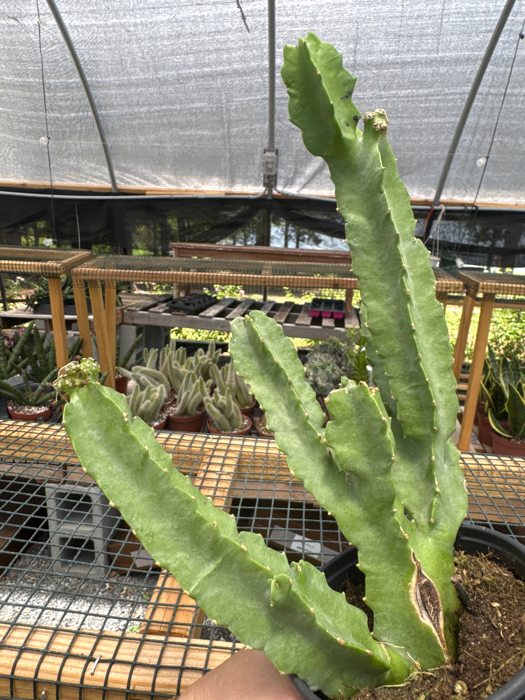 Caralluma Speciosa