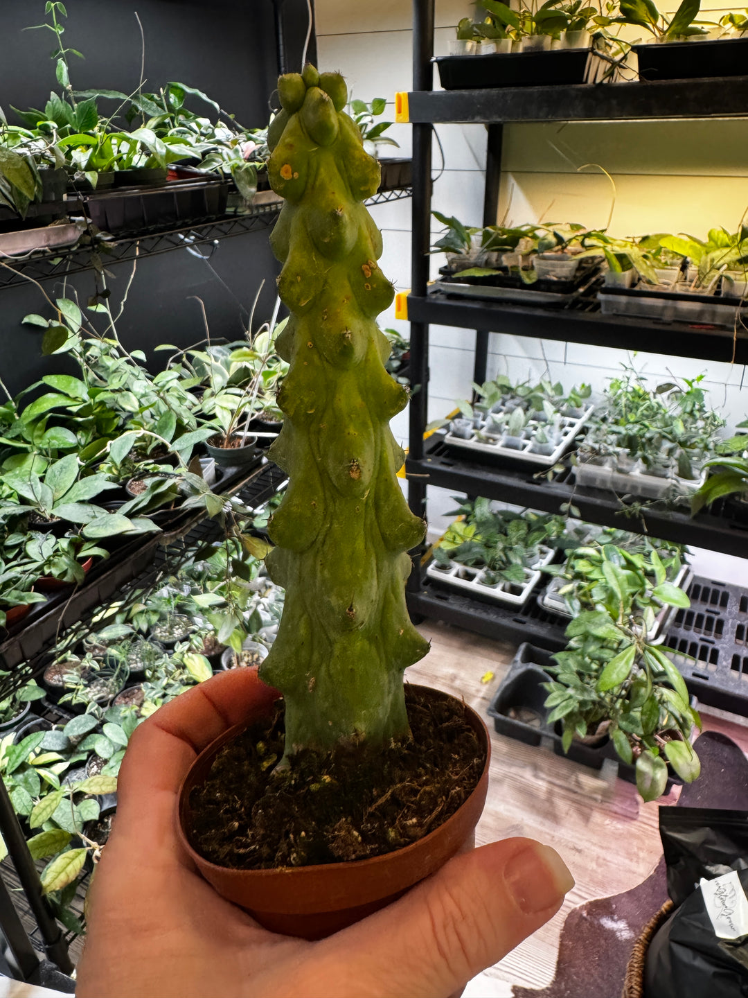 Boobie Cactus