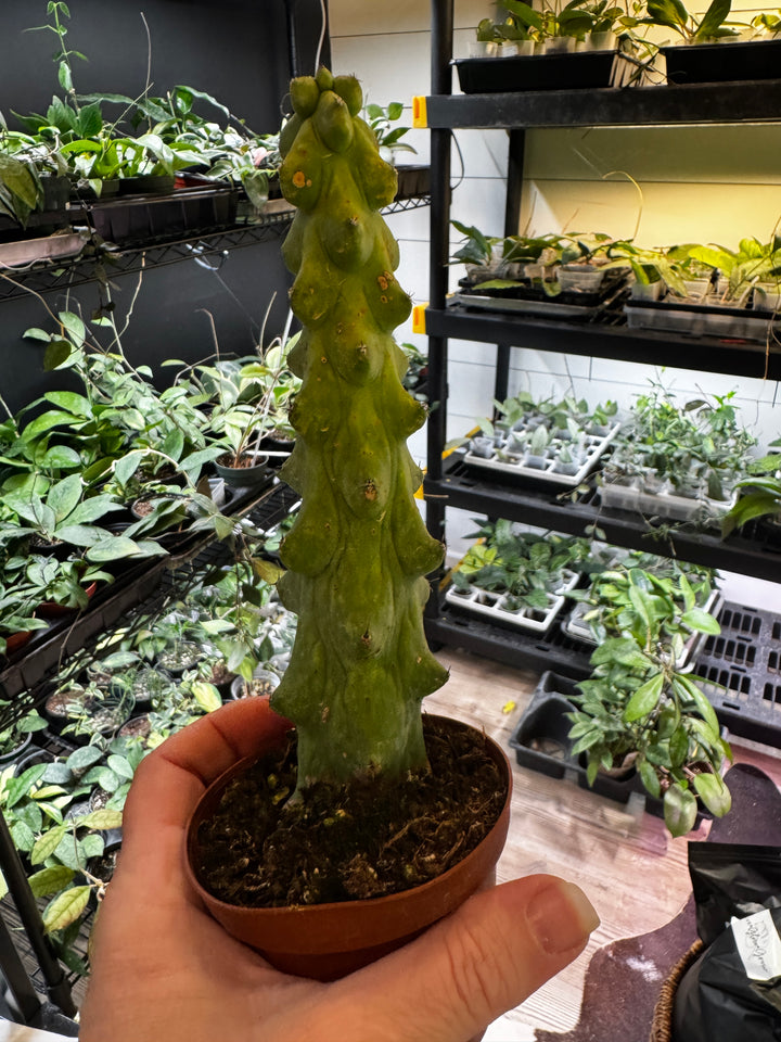 Boobie Cactus