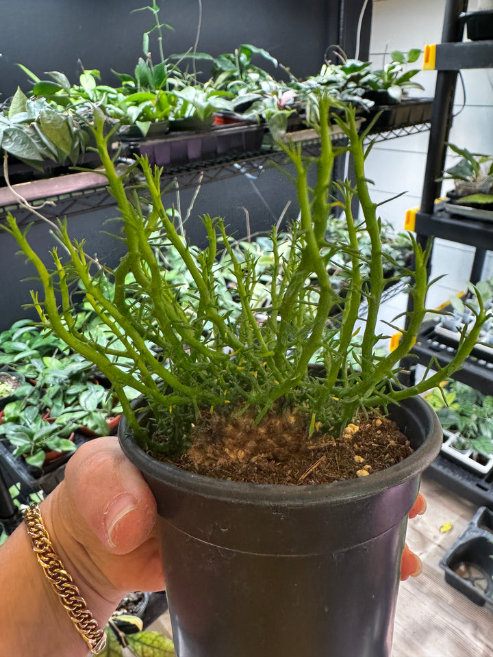 Euphorbia Medusa Head Cactus