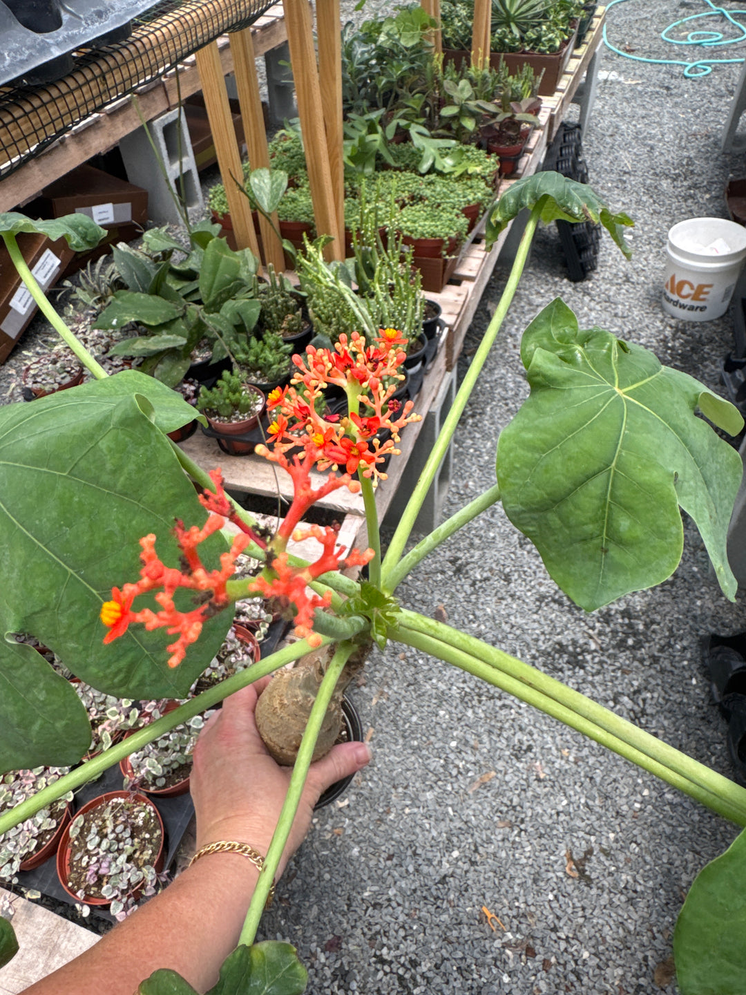 Jatropha Podagrica (Buddha Belly)