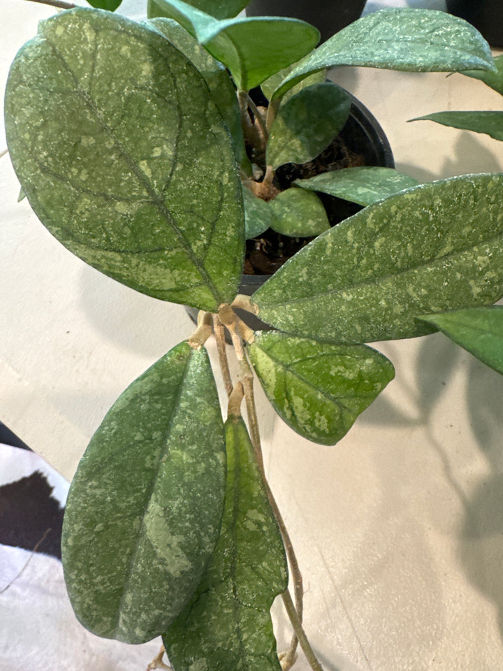 Hoya Crassipetiolata Splash