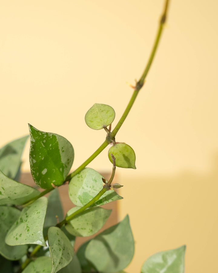 4" Hoya 'Krohniana Super Silver'