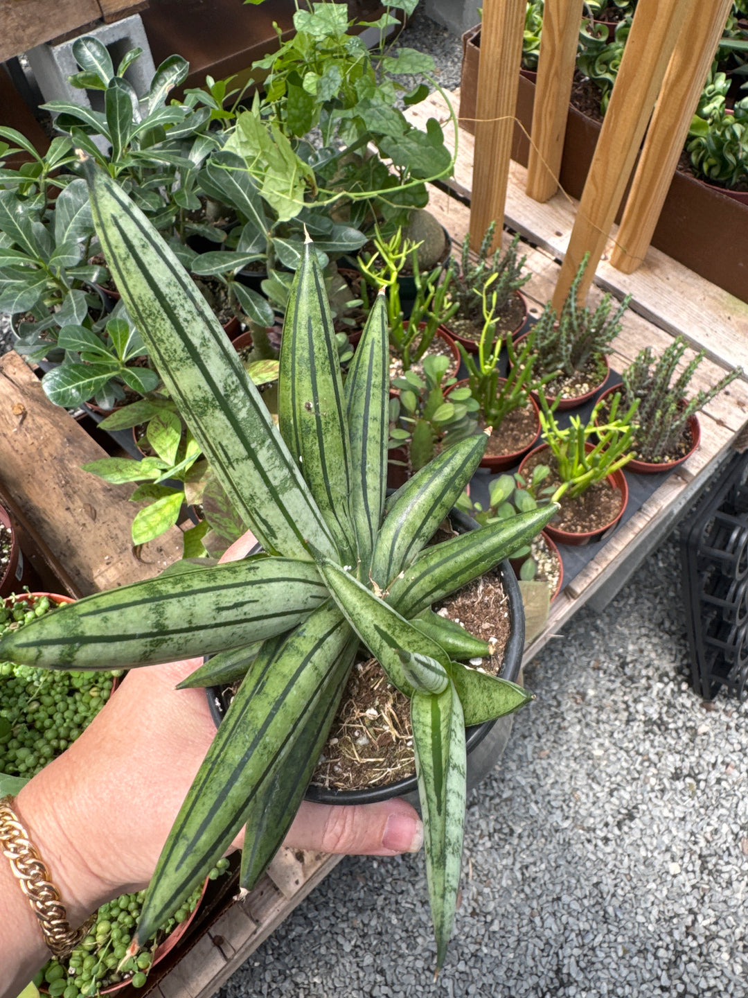 Sansevieria Ice Man 4"