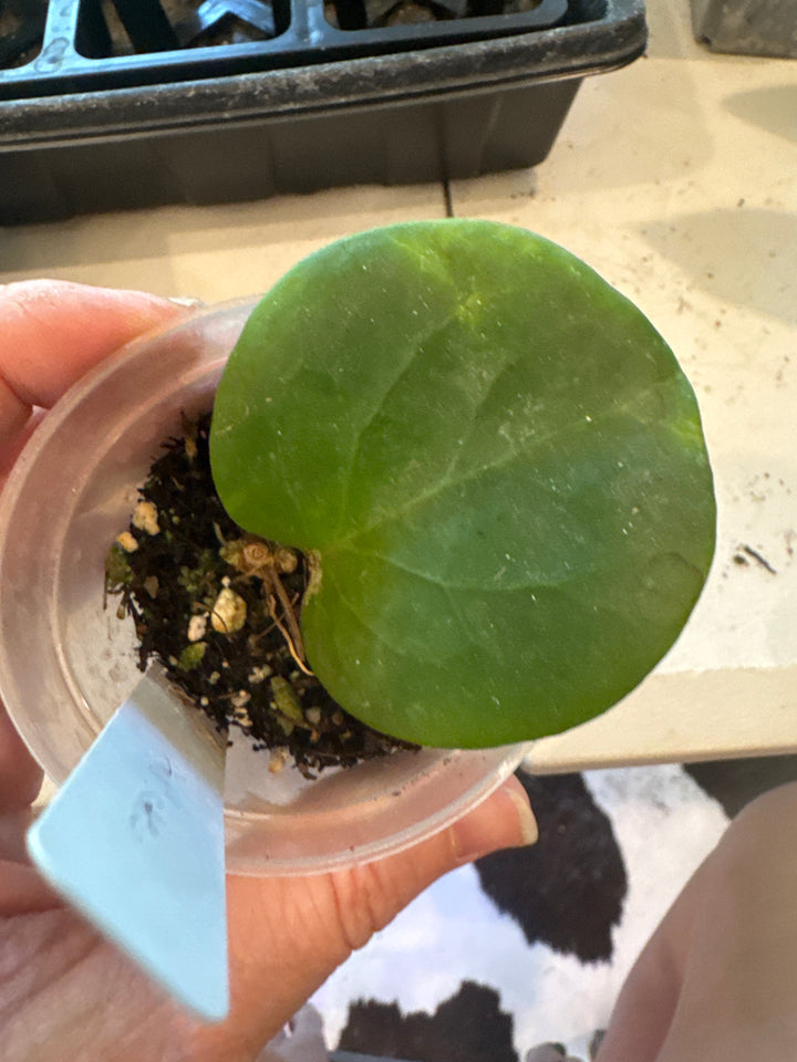 Hoya Rhiannon