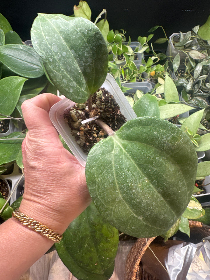 Hoya Sarawak