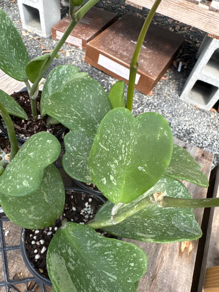 Hoya Kerrii Splash
