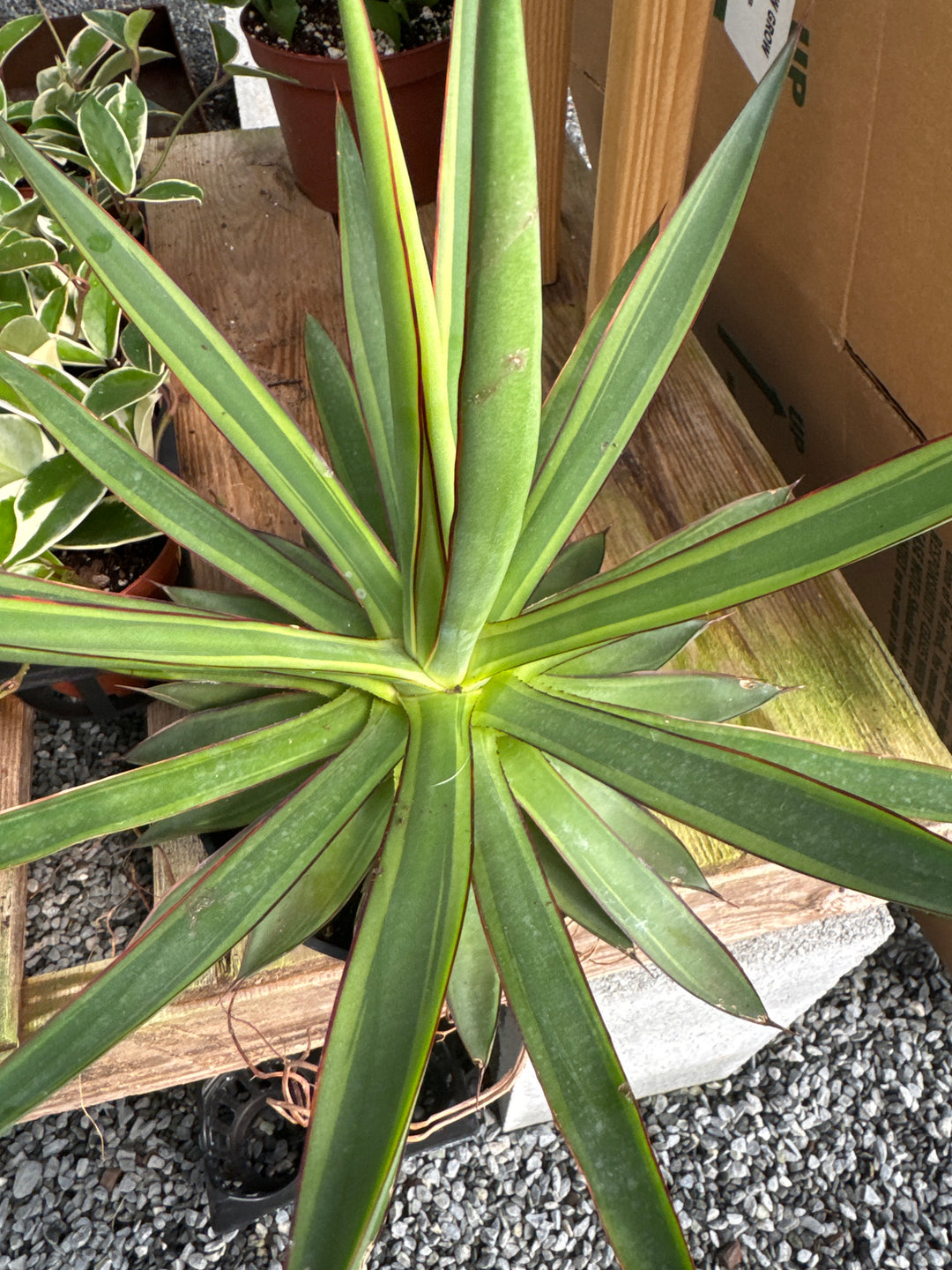 Variegated Agave 6”