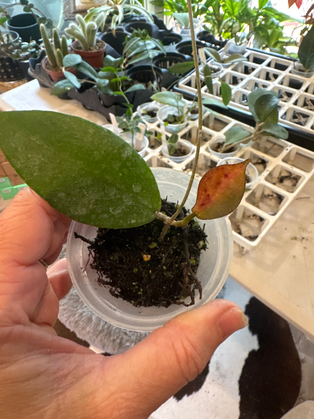 Hoya Erythrina x Caudata