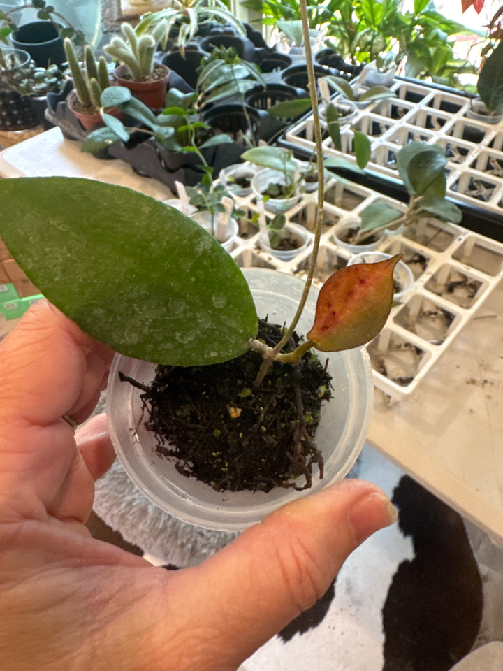 Hoya Erythrina x Caudata