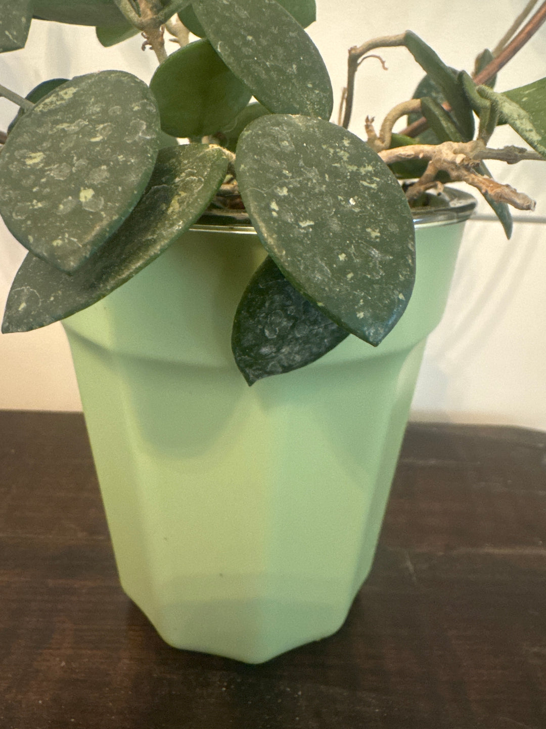 Self Watering Pots 4" Green