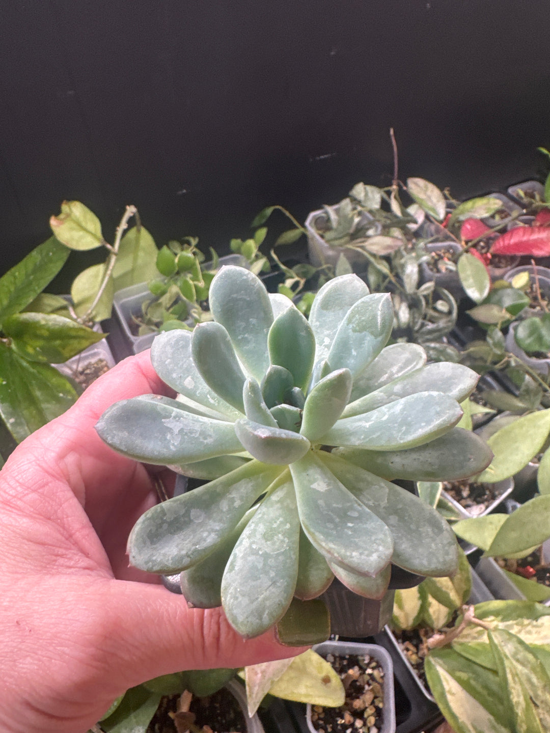 Succulent