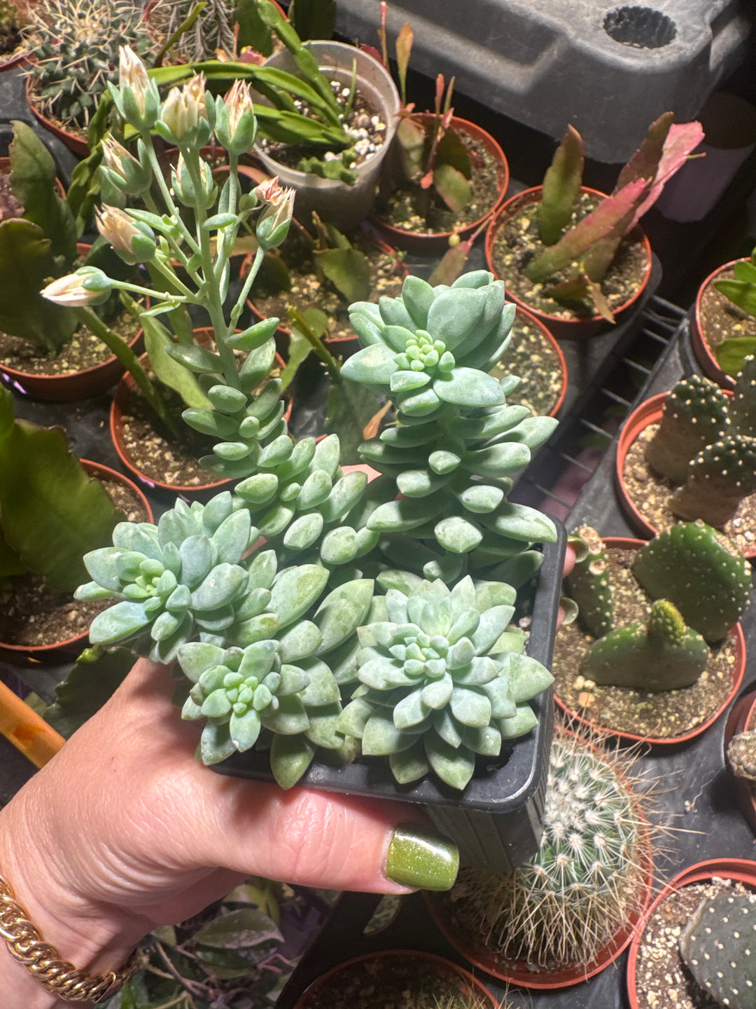 Succulent Aloe