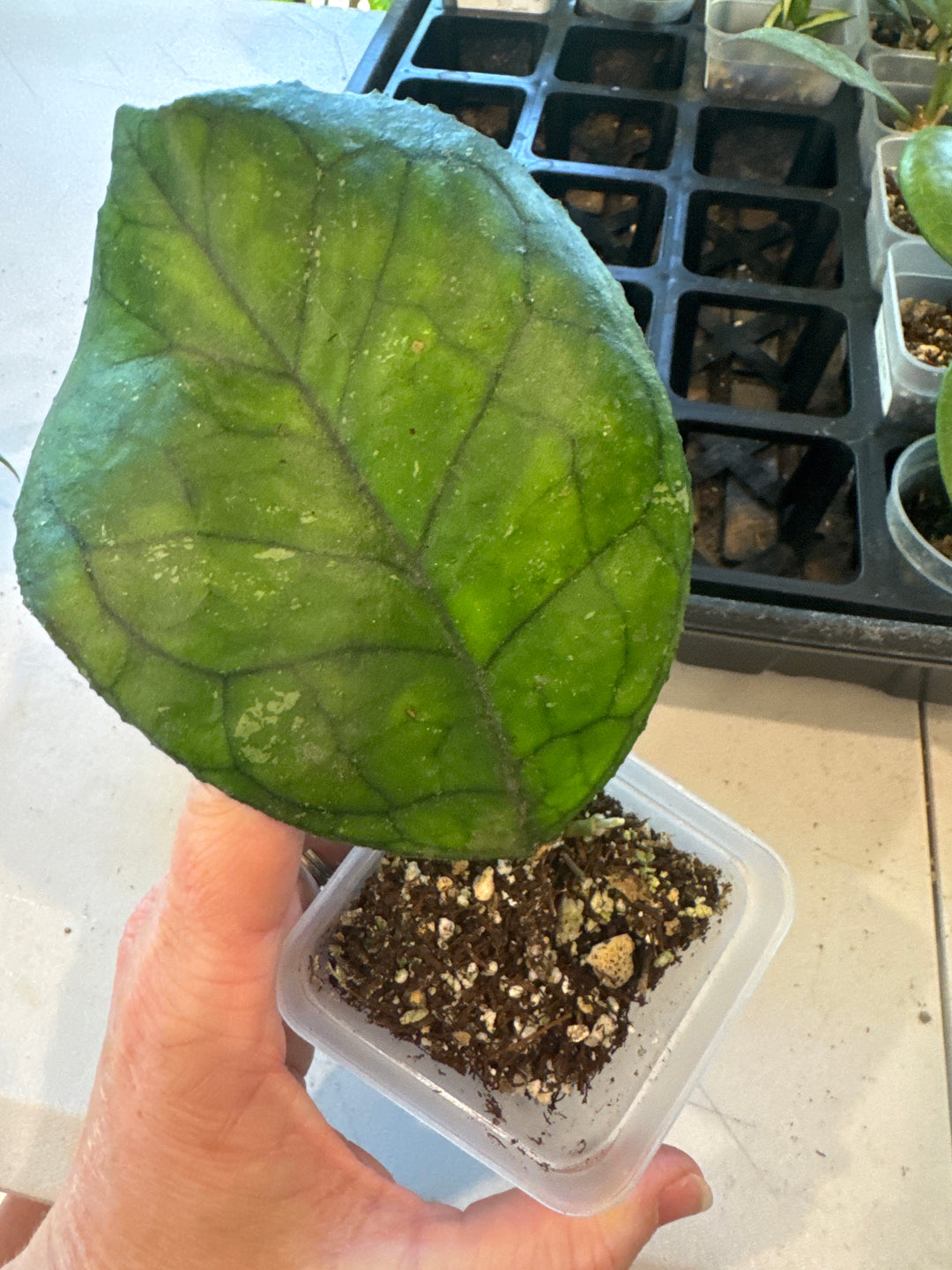 Hoya Shetland